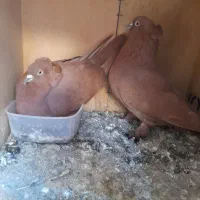 کفتر،رواعب،پرنده