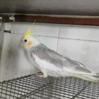 عروس هلندی|پرنده|اصفهان, همتآباد|دیوار