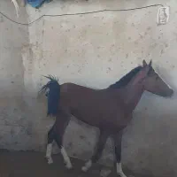 نریون درهشوری