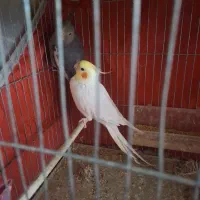 عروس هلندی