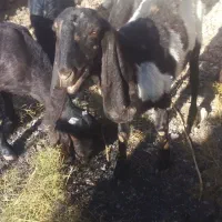 بزپاکستانی ابستن|حیوانات مزرعه|تربت‌حیدریه, پائین ولایت|دیوار