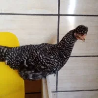 مرغ و خروس اصیل ، نوجوان زیبا