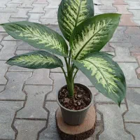 گلهای قطره باران|گل و گیاه طبیعی|لوندویل, |دیوار