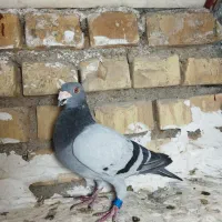 کفتر پلاکی سبز|پرنده|یزد, |دیوار