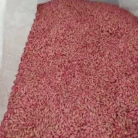 گندم دیم