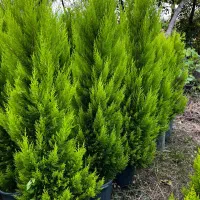 لاوسون ، یاس هلندی ، شمشاد طلایی ، فتونیا