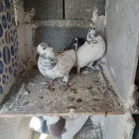 کبوتر طوقی وکله خال اینا|پرنده|سنندج, |دیوار