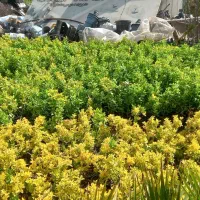 شمشاد سبز طلایی رز ساناز رونده  میم انگور چسبک