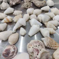 صدف اکواریوم