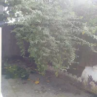 باغبانی و فضای سبز|خدمات باغبانی و درختکاری|بندر انزلی, پردیس|دیوار