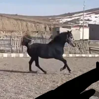 نریان‌ کورد|اسب و تجهیزات اسب‌سواری|زنجانرود, |دیوار