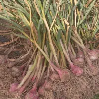 سیر محلی کیلویی ۲۵۰۰۰۰ تومان