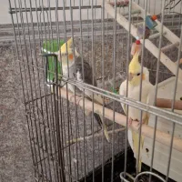 جفت عروس هلندی مولد