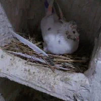 جفت تهرانی خوشگل|پرنده|شیروان (لرستان), |دیوار