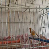 یک سره قناری نر