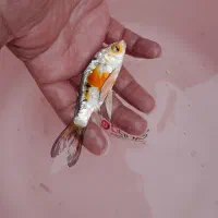انواع ماهی کوی|ماهی|آمل, |دیوار