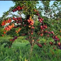 باغ-سرپا-آماده-محصول