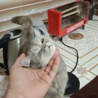 توله گربه