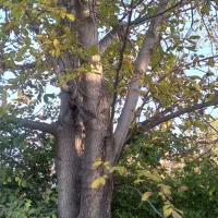 درخت گردو|خدمات باغبانی و درختکاری|یامچی, |دیوار