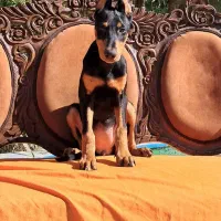 ژرمن رکسی اصیل ، روتوایلر و دوبرمن|سگ|تهران, درکه|دیوار