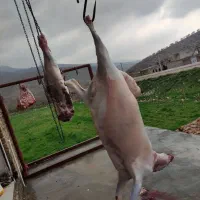 گوشت تازه بره و گوساله کرمانشاه، تضمین کیفیت|خوردنی و آشامیدنی|تهران, ترمینال غرب|دیوار