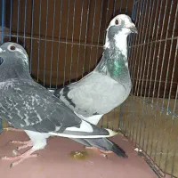 کبوتر‌پلاکی