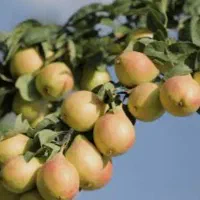 نهال گلابی درگزی|خدمات باغبانی و درختکاری|شهرکرد, |دیوار