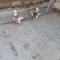 کبوترخوشتیپ|پرنده|تاکستان, |دیوار