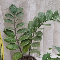 فروش گل یکجا|گل و گیاه طبیعی|فردیس, منظریه|دیوار