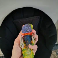 جوجه لوری 4ماه