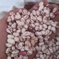 لوبیا چیتی ایرانی