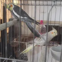 عروس هلندی سخنگو|پرنده|کاشان, درب اصفهان|دیوار