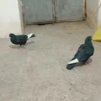 سیاه پلنگ|پرنده|گلزار, |دیوار