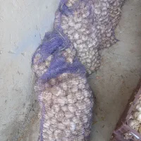 سیر|عمده‌فروشی|اردبیل, |دیوار