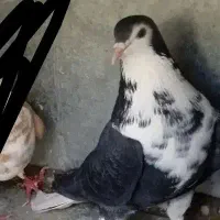 دمگیر دم دار نر