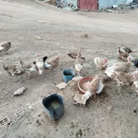 بوقلمون بوربون و جوجه مرغ|حیوانات مزرعه|جوانرود, |دیوار