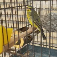 یاسمین نر مست ورام