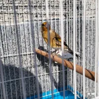 سهره قناری دو لبه خون|پرنده|کوهدشت, |دیوار