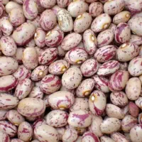 لوبیا چیتی بذری
