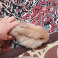 خرگوش لپی