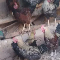 15تا طاقچه و10مرغ پارسالی