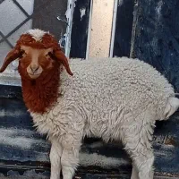 گوسفند خوب
