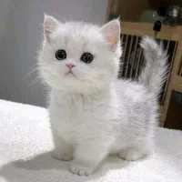 گربه های نژاد دار|گربه|اراک, |دیوار