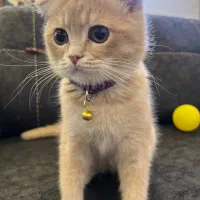 بچه گربه ۴ ماهه اسکاتییش زیبا