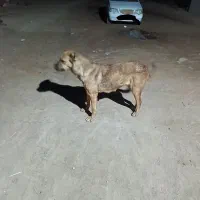 سگ ماده سرابی