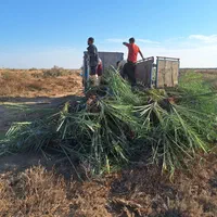 نیشکر نخل خرما انبه برحی درخت نهال قهوه|گل و گیاه طبیعی|کارون, |دیوار