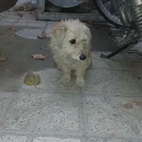 سلام یگ عددسگ خانگی بفروش میرسد