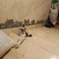 سه تا کبوتر|پرنده|ایلام, |دیوار