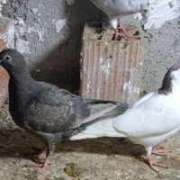 چندتاکبوتردرجه یک|پرنده|گنبد کاووس, |دیوار