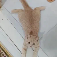 گربه